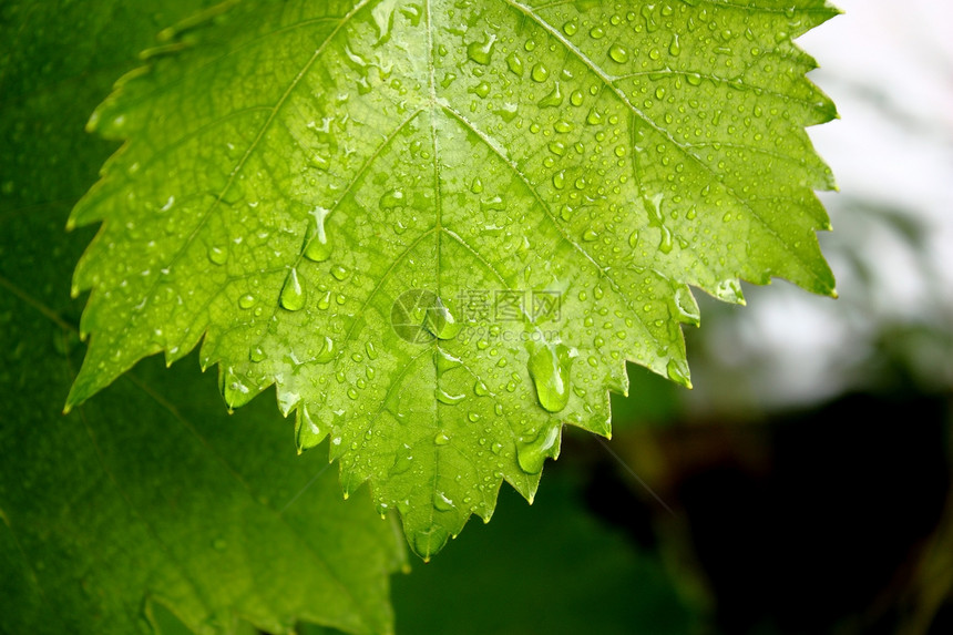 葡萄树叶绿色粮食水滴图片