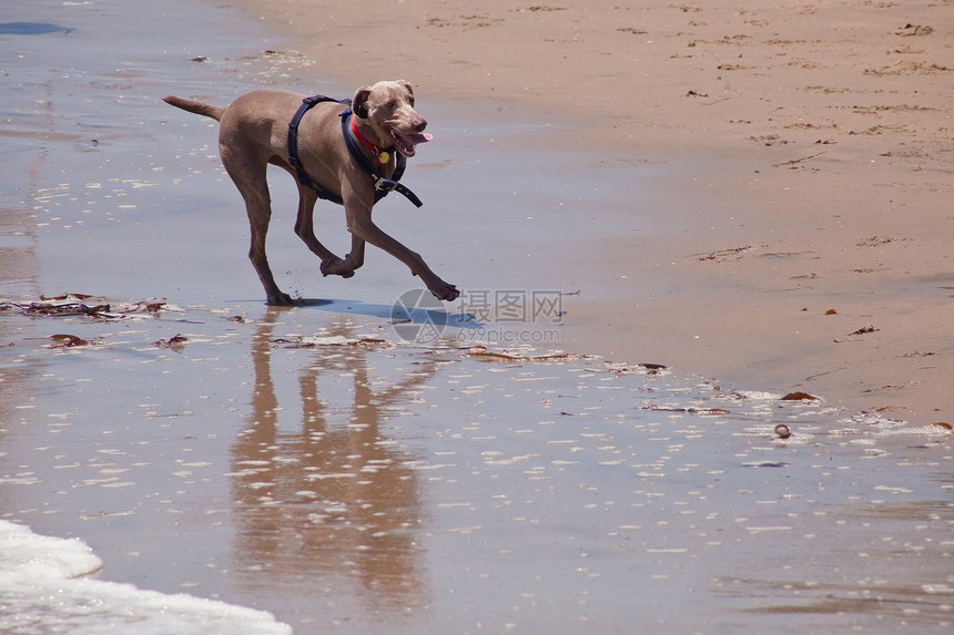海滩上的狗狗猎犬速度跑步娱乐海洋幸福乐趣宠物犬类活动图片