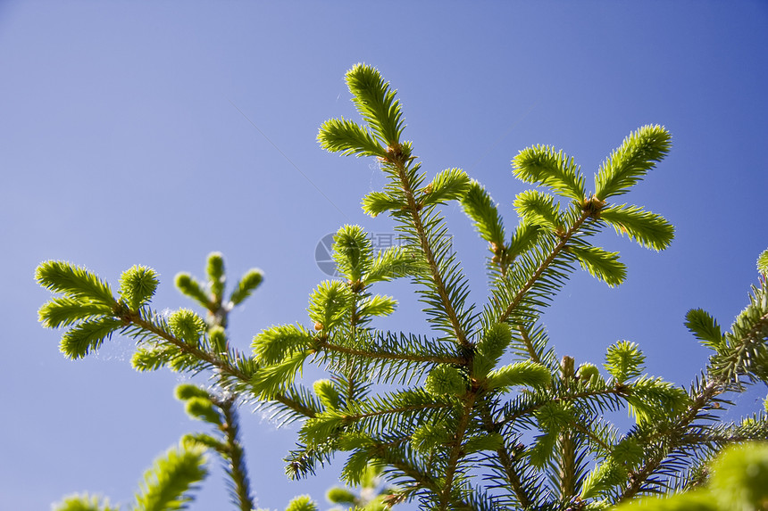 带芽的林木枝环境树叶天空太阳植物云杉松树枝条绿色活力图片