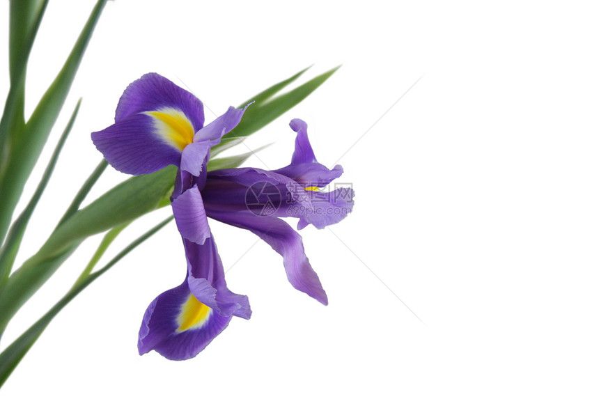 维奥莱特伊里斯蓝色紫色黄色花瓣植物学萼片季节白色条纹旗帜图片