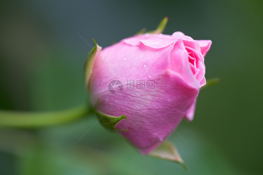 玫瑰上露水滴的缝合花瓣植物飞沫宏观花园粉色图片