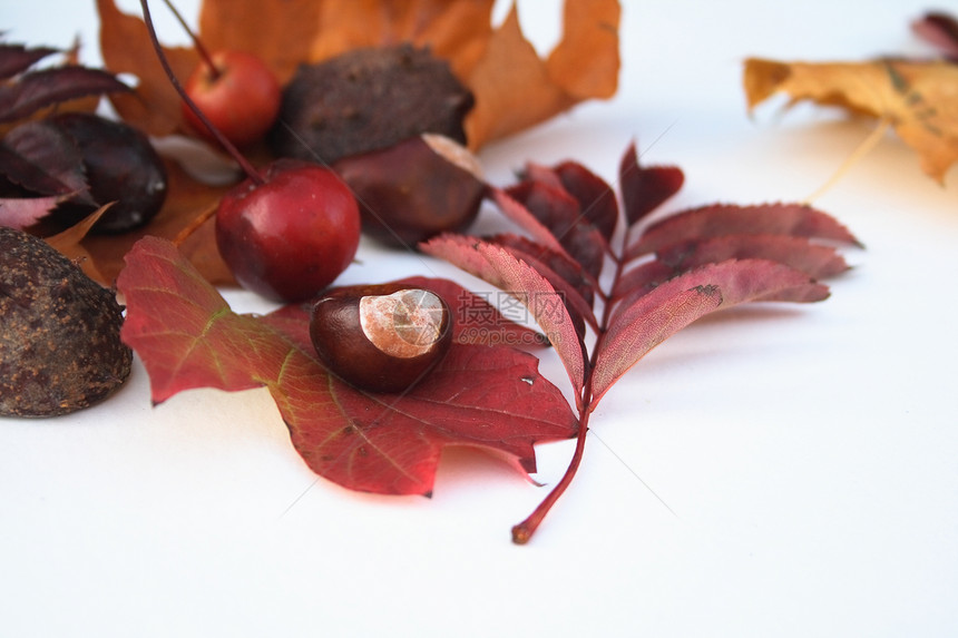 秋天自然物品红色枫叶贝壳黄色季节性色彩橙子季节图片