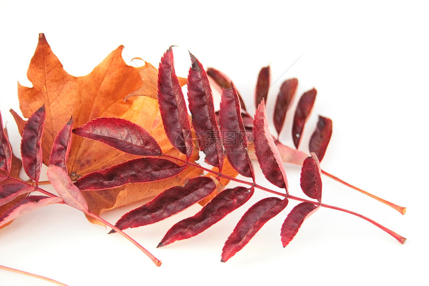 秋季假期叶子红色树木枫树森林橙子树叶季节植物季节性图片