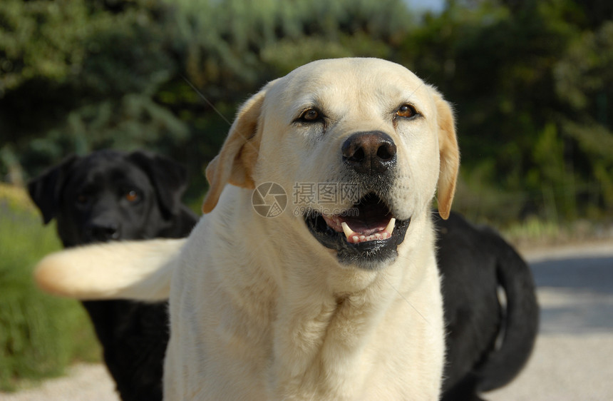 拉布拉多检索器黑色哺乳动物宠物打猎白色小狗动物猎犬花园图片