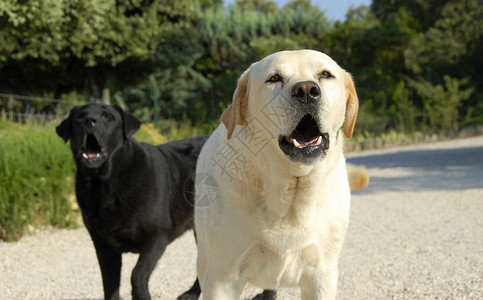 狗叫犬类攻击性小狗白色黄色黑色花园牙齿动物警报背景