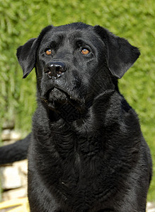 拉布拉多检索器黑色花园宠物动物猎犬白色打猎哺乳动物高清图片