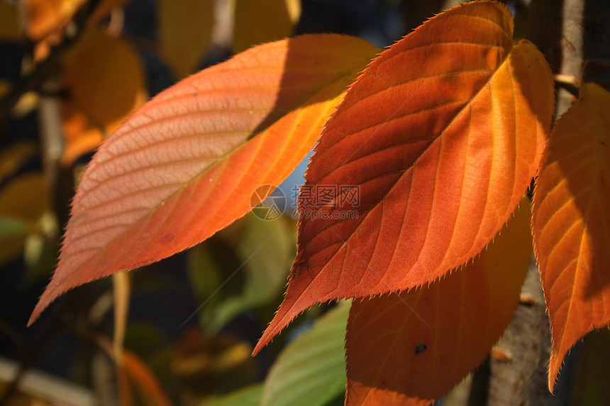 生锈秋叶森林橙子季节季节性红色颜色色彩植物树木棕色图片