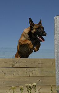 德国运动品牌跳跃麦地诺蓝色运动宠物训练牧羊犬天空警犬伴侣警卫动物背景