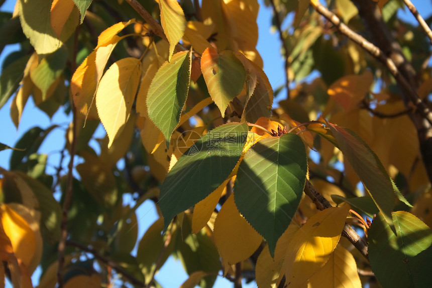 秋季假期红色黄色棕色树木森林季节橙子季节性植物叶子图片