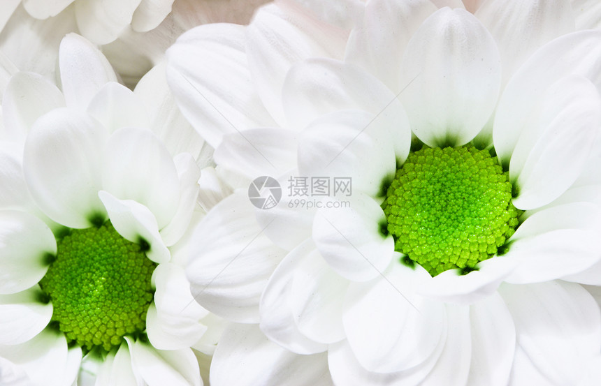 花朵 - 白菊花图片