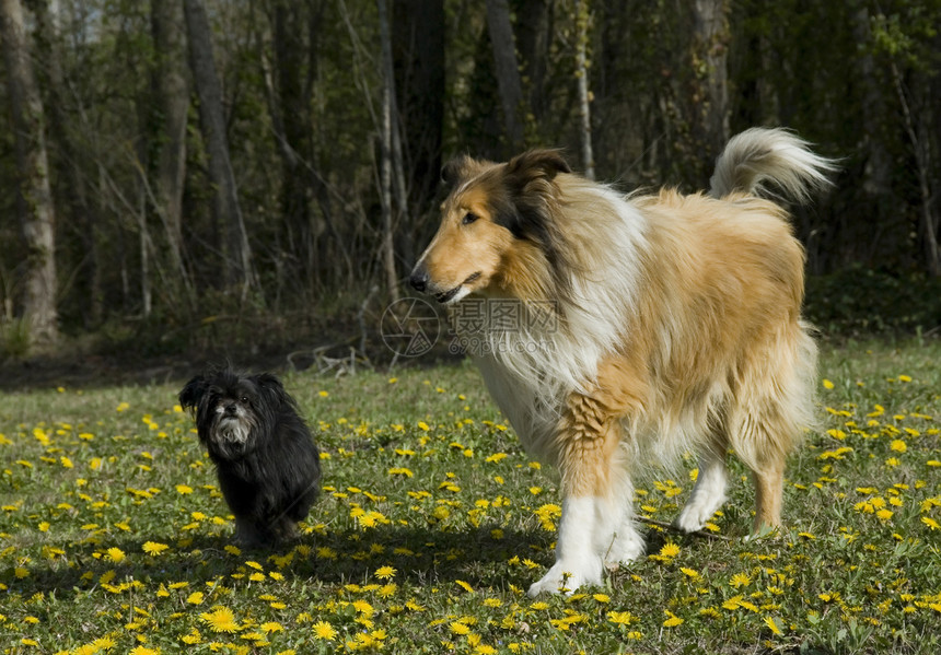 干和拉屎牧羊犬小狗场地警卫牧羊人毛皮动物狗屎朋友们宠物图片