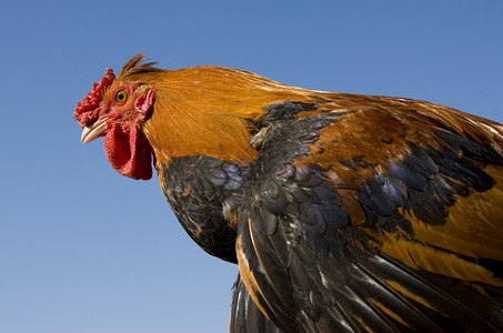 彩色公鸡动物农场橄榄球背景图片