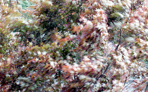 暴风天气暴风雨旋转绿色下雨红色印象派运动叶子树叶背景图片