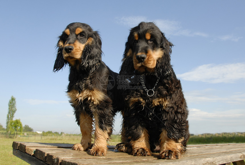 两只纯种小狗 英式公鸡英语犬类宠物夫妻衣领哺乳动物猎犬伴侣动物猎人图片