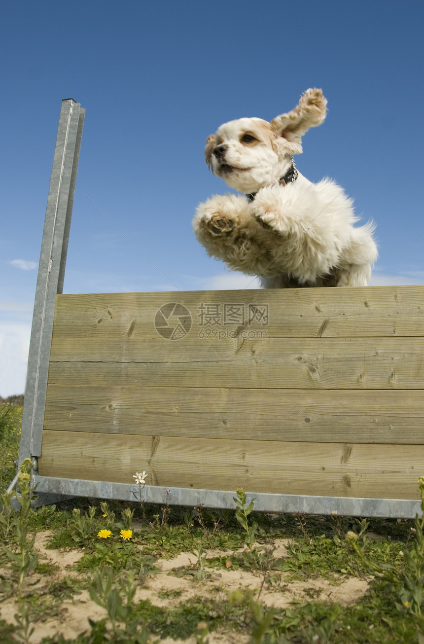 跳跳公鸡伴侣白色宠物猎犬英语动物运动衣领图片