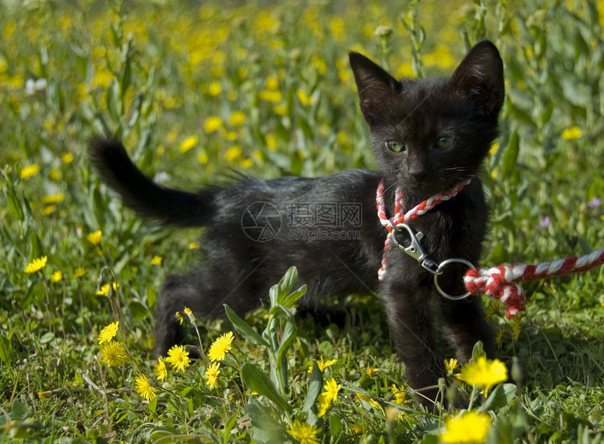 黑小猫和绿眼睛黄色黑色马具鼻子绿色场地婴儿花朵图片