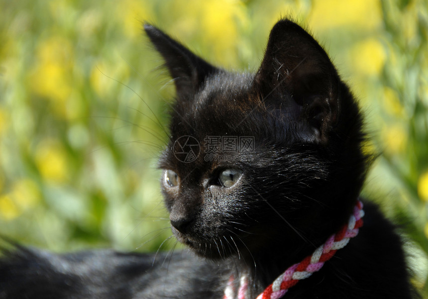 黑小黑猫场地婴儿黑色黄色马具花朵鼻子图片