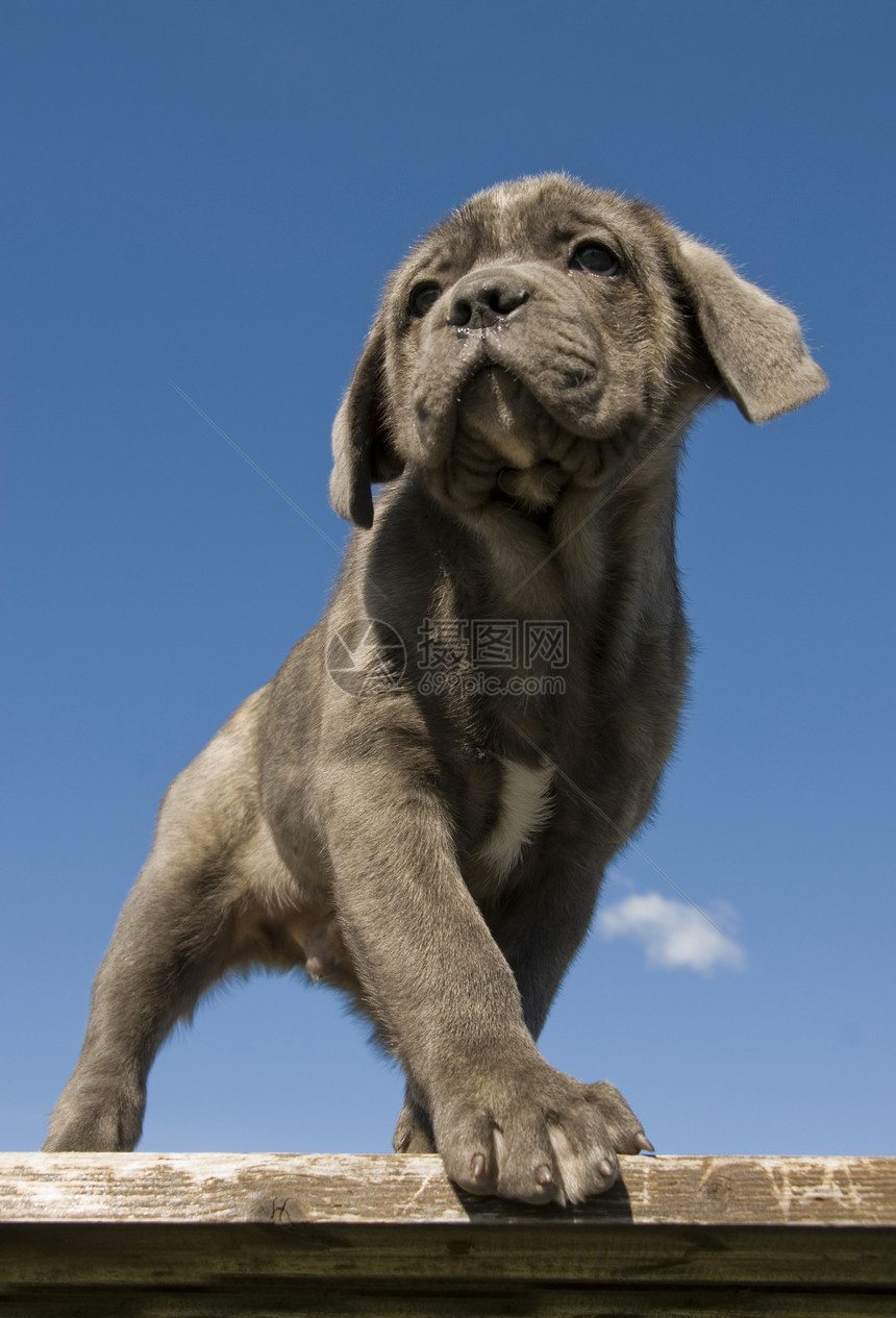 小小狗纯种意大利语大提琴伴侣小狗母亲甘蔗利语婴儿灰色警卫宠物衣领图片