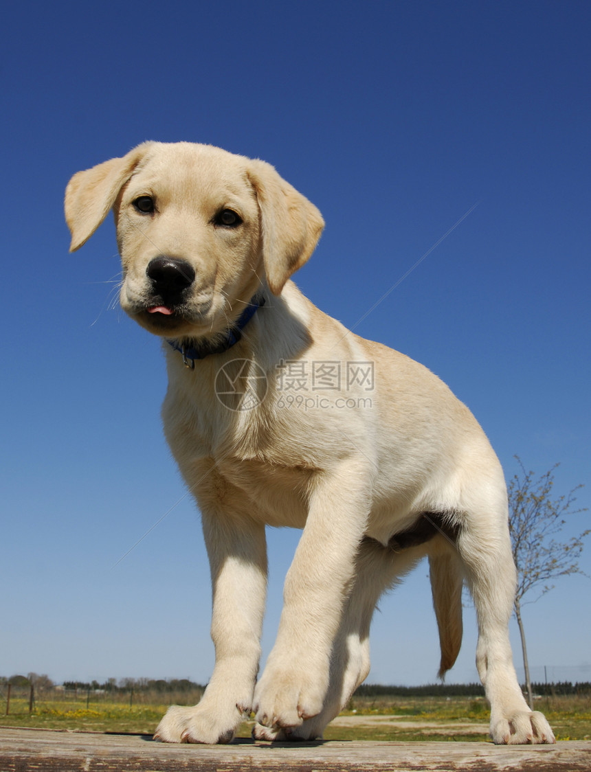 小狗拉布拉多宠物舌头黄色动物猎犬伴侣打猎朋友猎人图片