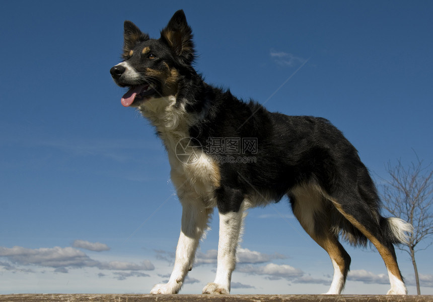 边边collie伴侣天空动物哺乳动物牧羊人宠物牧羊犬三色血统边界图片