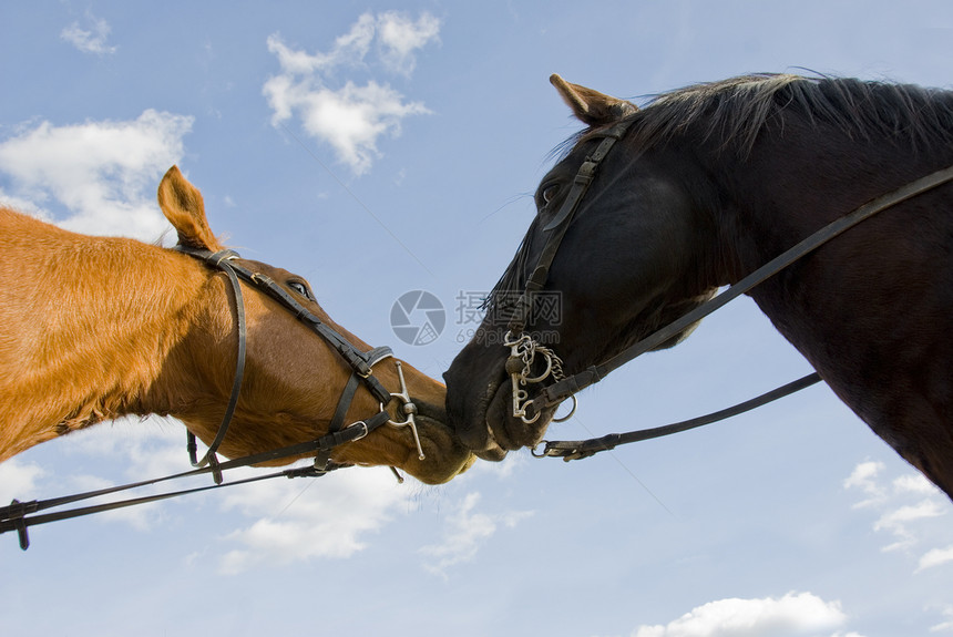 两匹马友马黑色宠物友谊朋友接吻天空动物蓝色图片