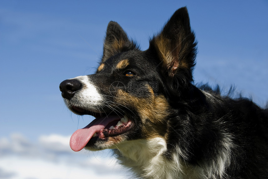 边边框collie宠物天空血统三色牧羊人舌头牧羊犬蓝色哺乳动物警卫图片