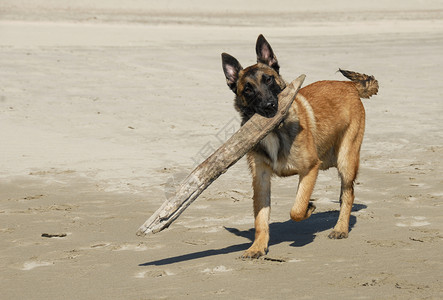玩牧羊犬警察伴侣警卫宠物玩具牧羊人牙齿跑步小狗海滩背景图片