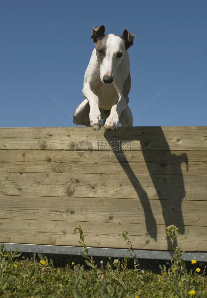 跳跃杂偶白色灰色速度宠物伴侣动物运动图片