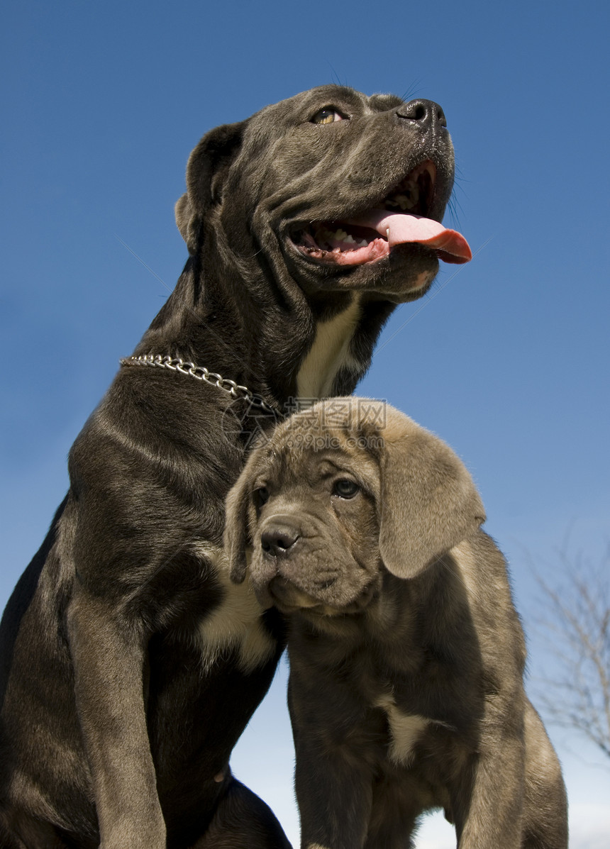 意大利大公母和小狗婴儿伴侣宠物灰色母亲甘蔗意大利语警卫图片