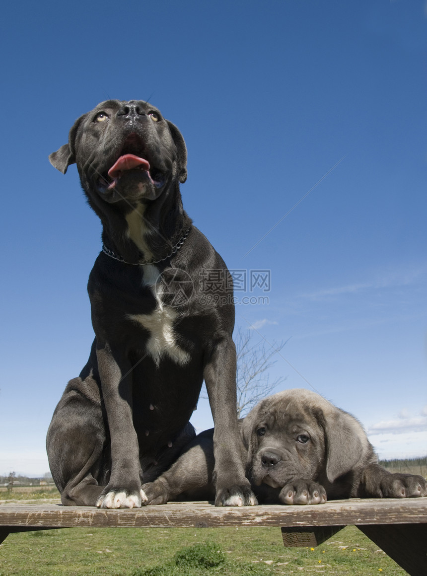 意大利大公母和小狗警卫意大利语宠物甘蔗灰色婴儿母亲伴侣图片
