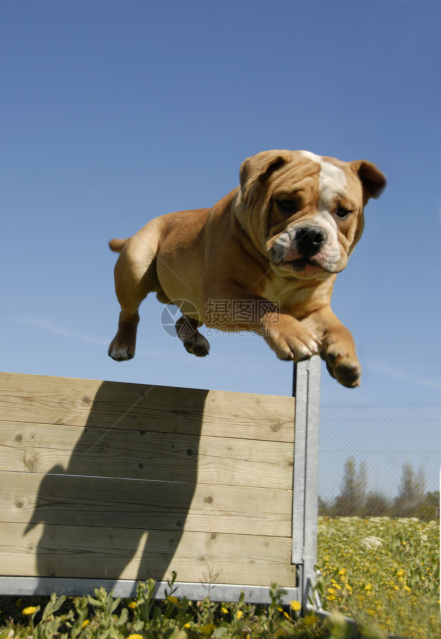 跳跃斗牛犬伴侣运动斗牛犬英语棕色宠物警卫动物图片
