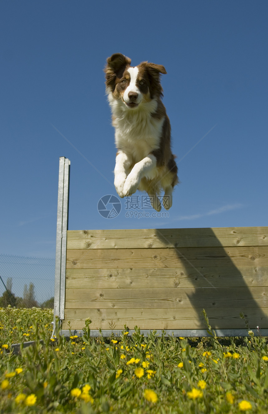 跳跃澳洲牧羊人运动场地小狗棕色白色女性宠物蓝色花朵天空图片