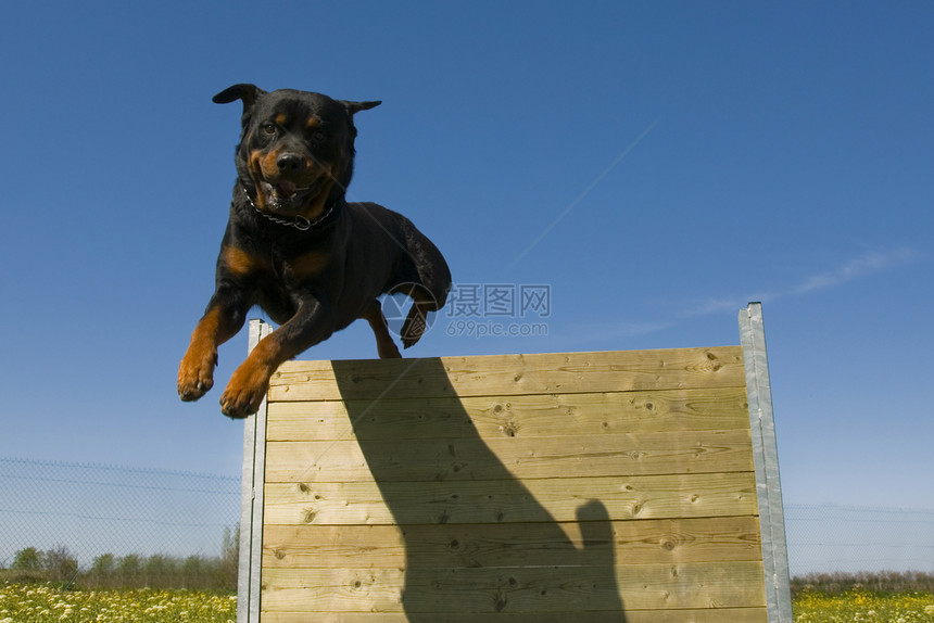 跳跃旋滚鼠伴侣纳犬动物警卫黑色攻击宠物运动朋友图片