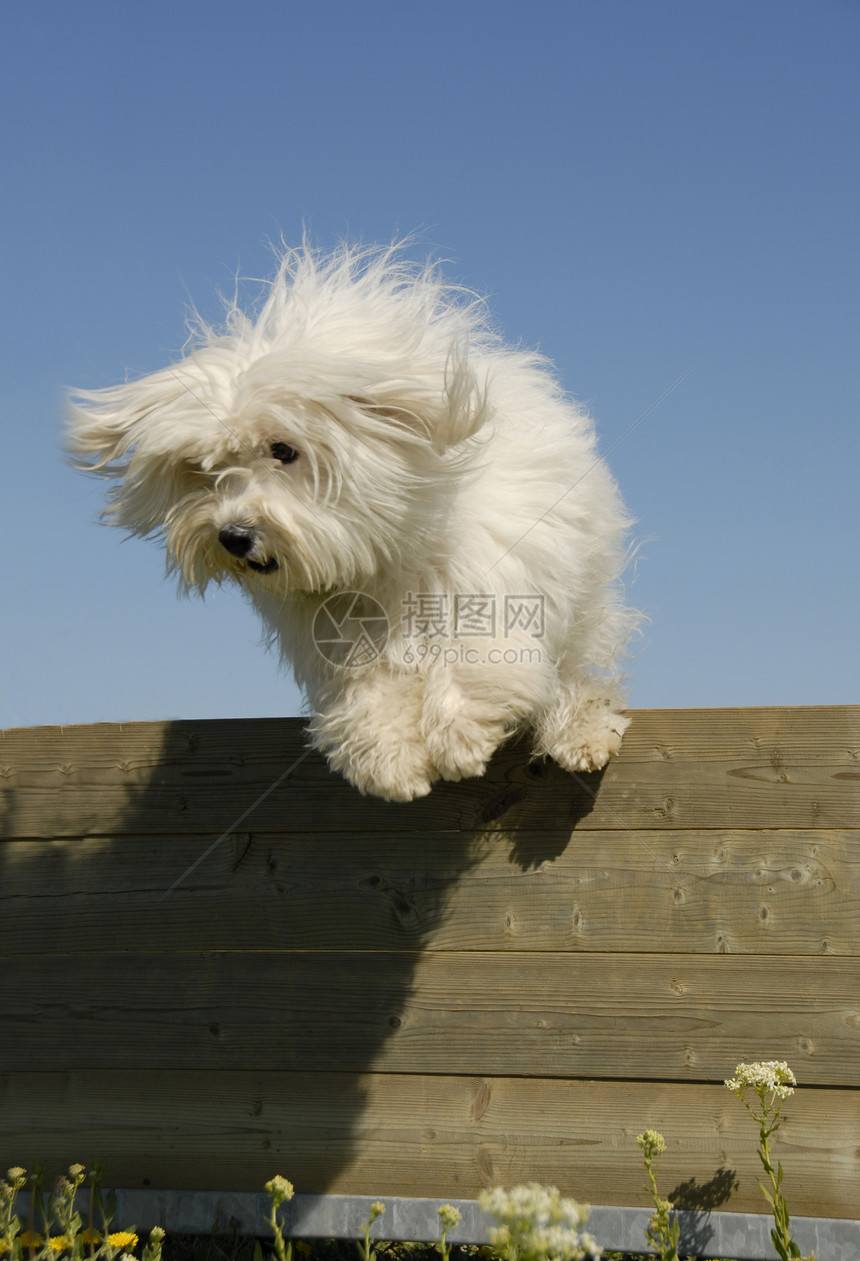跳跳的小白狗棉花贵宾训练白色宠物伴侣运动图片