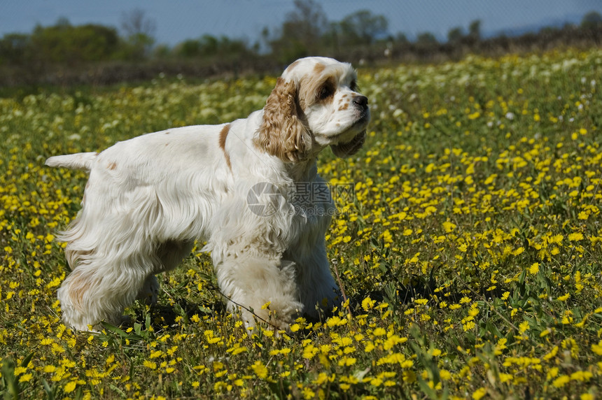 美国公鸡白色猎犬草地黄色乡村动物猎狗场地伴侣英语图片