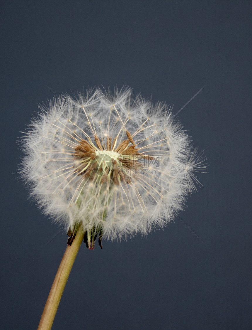 Dandelion 种子头柔软度草地宏观杂草绿色植物白色花园图片