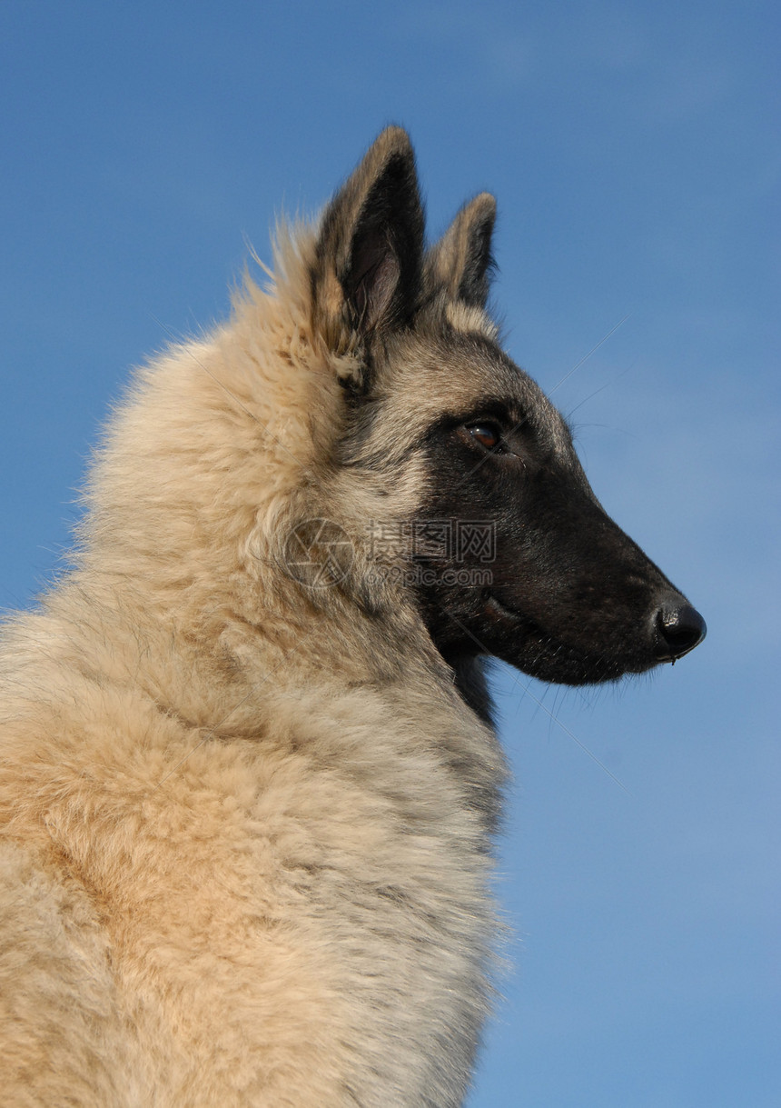 亚甲二苯动物伴侣蓝色警卫天空牧羊犬哺乳动物宠物简介小狗图片