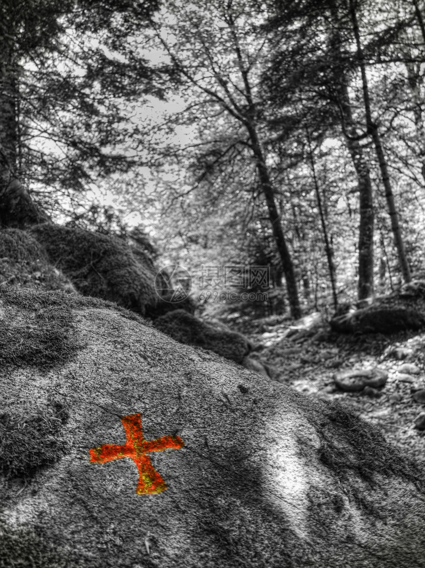 山区足迹分支机构雕刻叶子森林适应症农村植物学岩石山脉植物图片