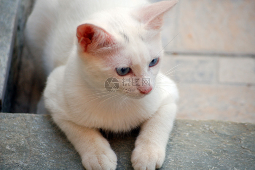 白猫植被动物小猫图片