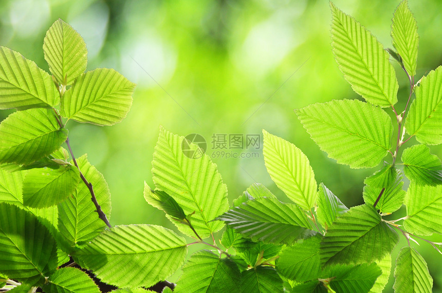 绿夏叶环境框架花园分支机构树木晴天卡片树叶森林公园图片