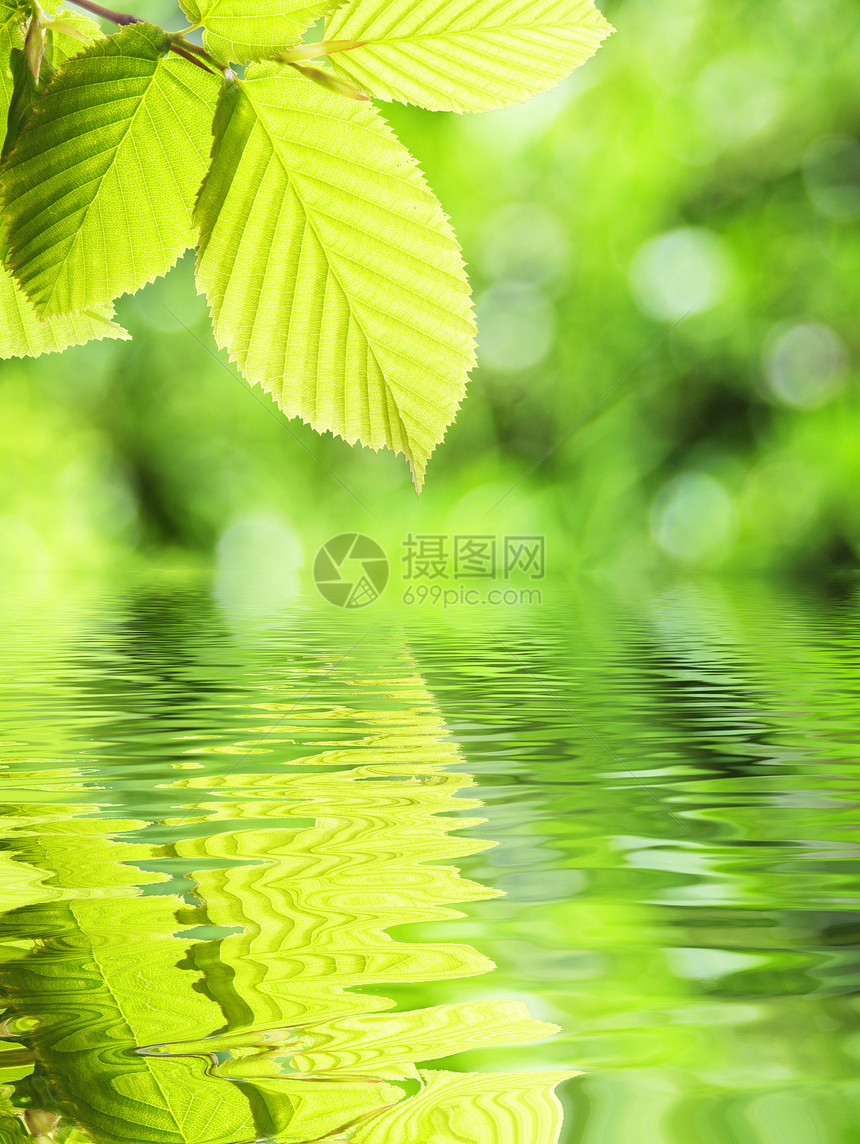 叶子温泉反射太阳生态植物背景森林生活树叶晴天图片