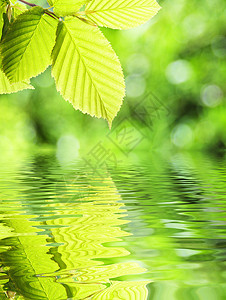 叶子温泉反射太阳生态植物背景森林生活树叶晴天背景图片