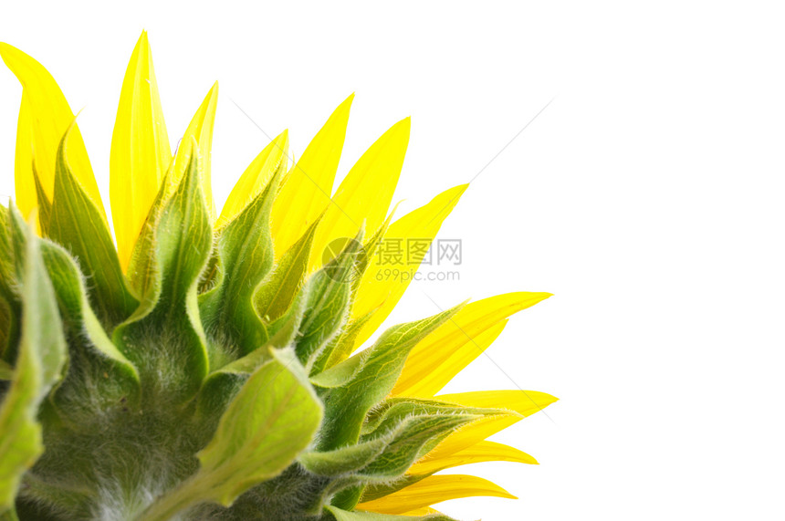 向日葵季节黄色种子喜悦晴天白色花朵花粉植物图片
