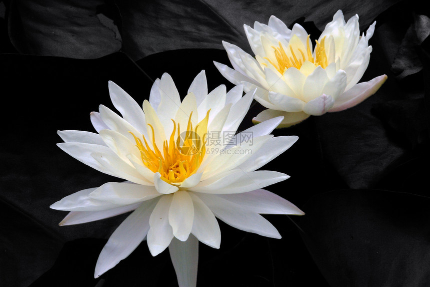 植物 莲花花生长餐厅场景大自然宏观调控黄色太阳绿色池塘鲜花图片