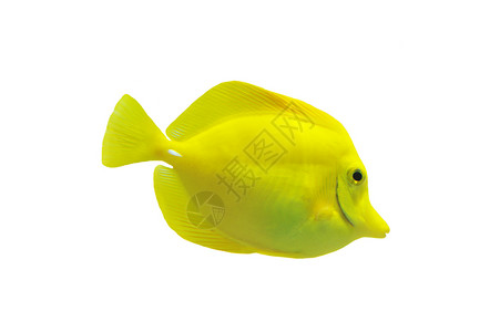黄色观赏鱼热带斑马线气候白色背景图片