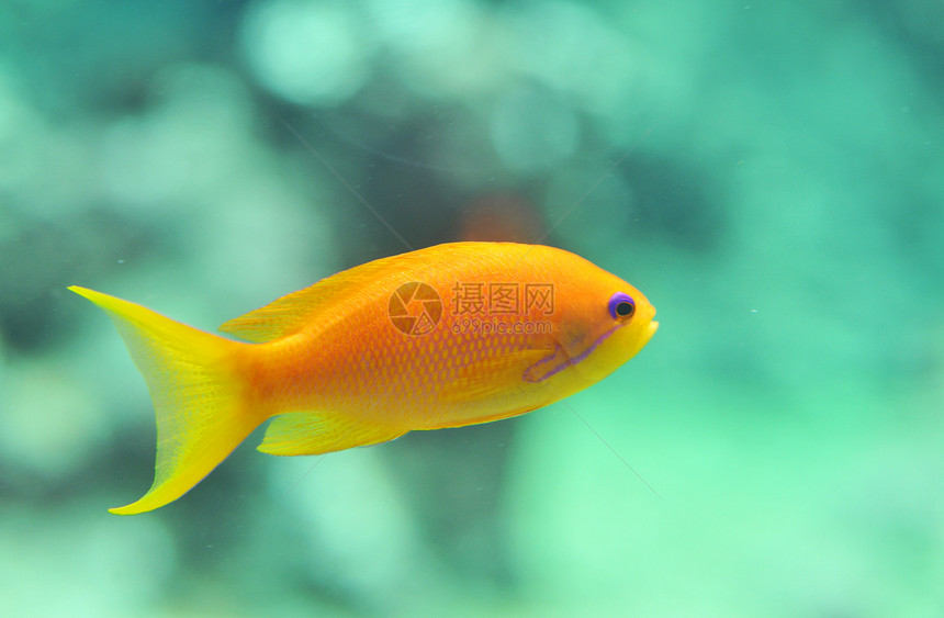 鱼鱼缸橙子色彩动物蓝色水族馆图片