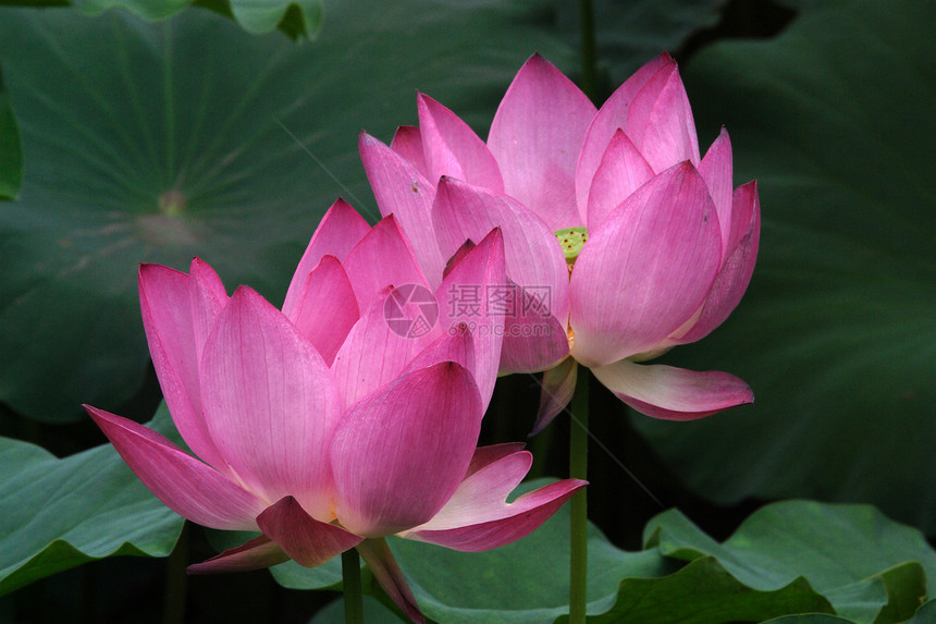 植物 莲花花花园鲜花热带花瓣粉色宏观调控绿色黄色场景池塘图片