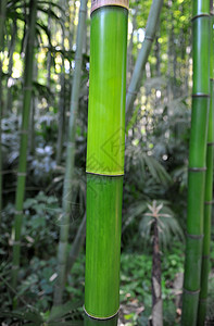 竹子木本绿色植物树叶纹理植物学禅意草族纤维背景图片