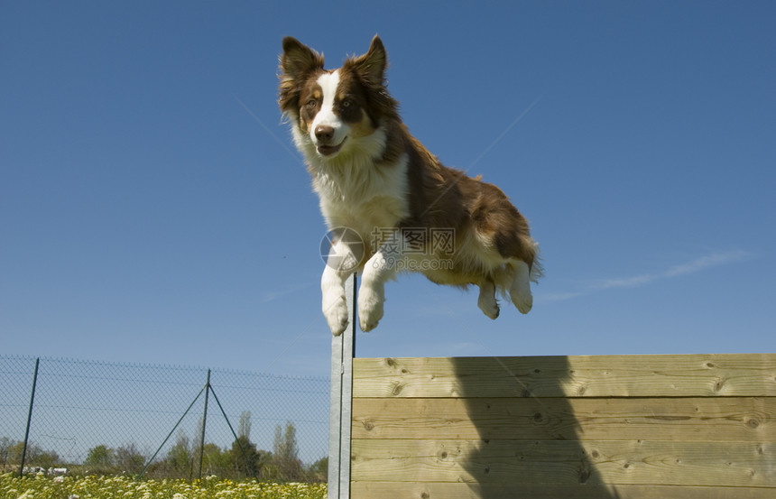 跳跃澳洲牧羊人牧羊犬棕色女性动物蓝色运动宠物小狗天空警卫图片