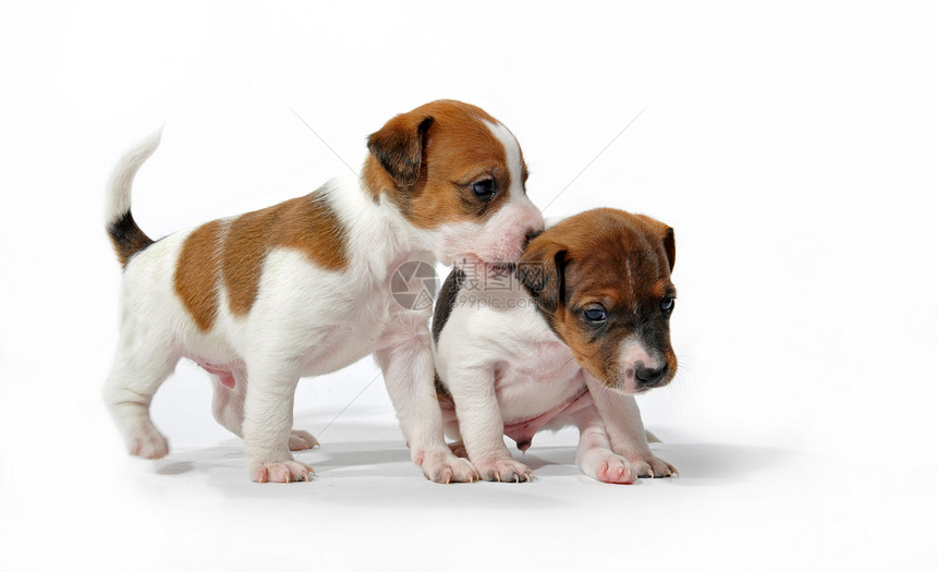 玩小狗狗动物工作室白色犬类宠物棕色男性婴儿图片